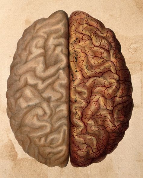 Wellcome Collection, The Human Brain, Human Brain, Egypt, Brain, Human, Quick Saves, Color