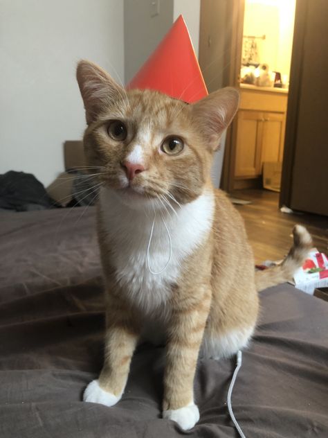 My cats were so happy to have their own birthday hats for my birthday cant you tell? Party Hat Aesthetic, Cat With Birthday Hat, Cat With Party Hat, Birthday Animals, Birthday Hats, Hat Aesthetic, Cat Themed, Birthday Hat, Cat Birthday