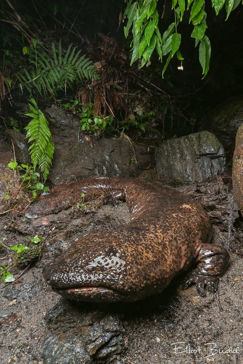 Japanese Giant Salamander, Chinese Giant Salamander, Giant Salamander, Salamanders, Quick Saves