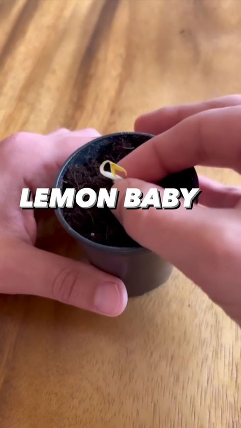 Creative Explained, Lemon Seeds, Ziploc Bag, Glass Of Water, Plants Indoor, Lemon Tree, Growing Vegetables, How To Grow, Paper Towel