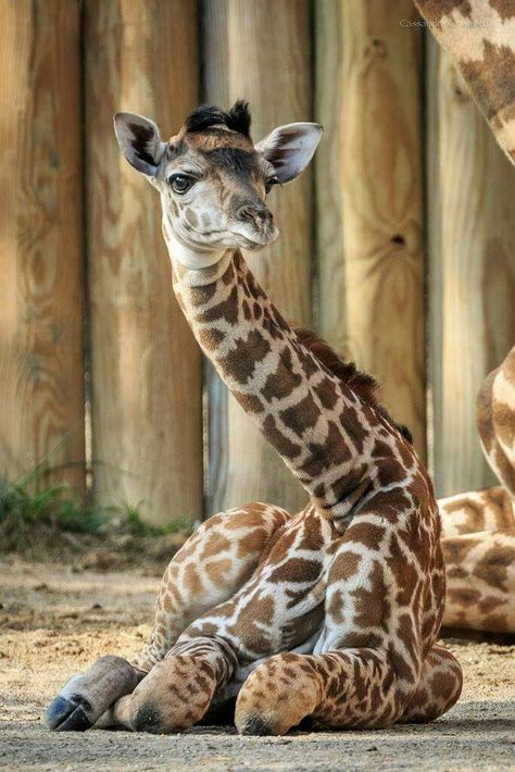 Cincinnati Zoo Cincinnati Food, Zoo Photography, Baby Giraffes, Giraffe Images, Funny Animal Clips, Giraffe Pictures, Cincinnati Zoo, Giraffe Art, Nature Photographer