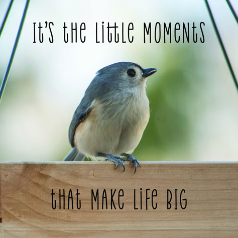 Nuthatch Bird, Singing Quotes, Bird Quotes, Small Quotes, Funny Captions, Baby Quotes, Wooden Plaques, Cute Birds, Wise Quotes