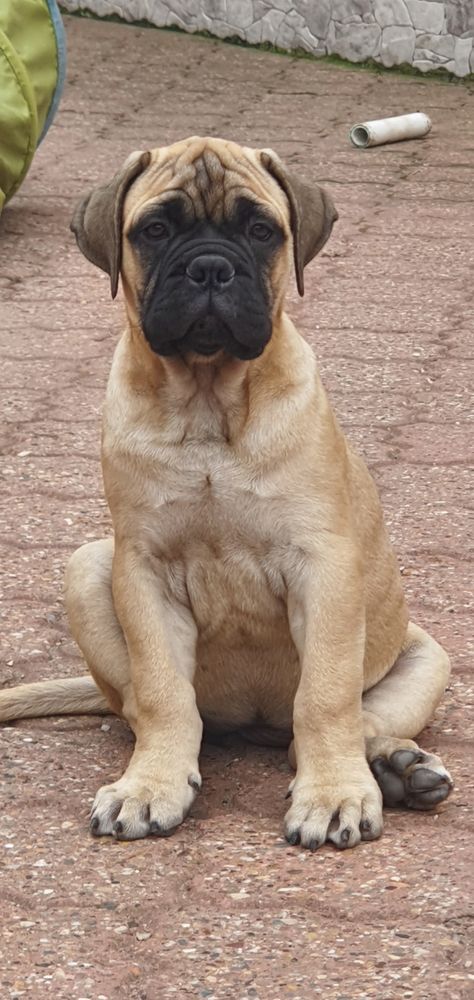 Bullmastiff Puppies, Bullmastiff Dogs, Bullmastiff Puppies For Sale, Bull Mastiff Puppies, Bull Mastiff Dogs, Malamute Puppies, Animals Care, Mastiff Puppies, Dog Area