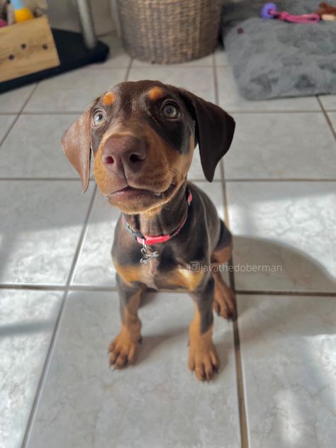 Doberman Pinscher, Red doberman, brown doberman, perros, dogs, dobie, doberman #doberman #dobermanpinscher #babydog #puppydog #dobermanpuppy #dobermandogs Doberman Pinscher Floppy Ears, Red Doberman Pinscher Natural Ears, Doberman Brown, Doberman Floppy Ears, Baby Doberman, Doberman Pinscher Natural Ears, Brown Doberman, Red Doberman Pinscher, Red Doberman