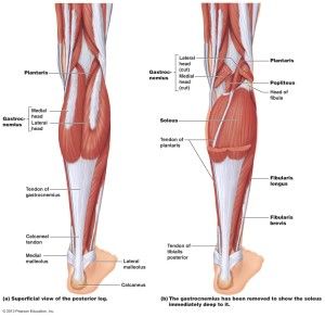 How to Release Your Calf and Achilles Fascia - Breaks Up Adhesions, Helps Knee Pain, Plantar Fasciitis, Leg Cramps & More - Mobility Mastery Achilles Pain, Leg Injury, Leg Cramps, Muscle Anatomy, Shin Splints, Calf Muscles, Heel Pain, Yoga Stretches, Anatomy Reference