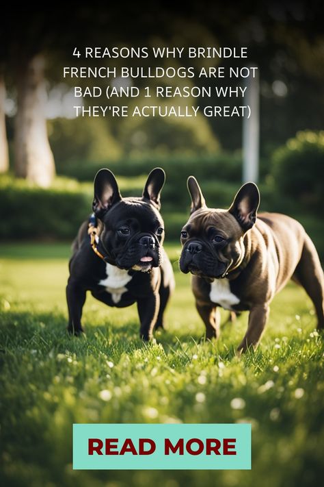 Two brindle French Bulldogs standing on grass with a "Read More" button below them. Brindle French Bulldog, Companion Dog, Rare Breed, Pet Dander, Bad Dog, Not Bad, French Bulldogs, Reason Why, Best Dogs