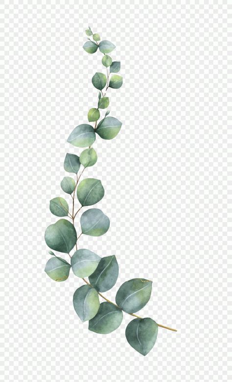 Branch Leaves, Transparent Watercolor, Watercolor Vector, Branch Vector, Feuille Eucalyptus, Eucalyptus Branches, Green Eucalyptus, Leaves Illustration, Leaf Illustration