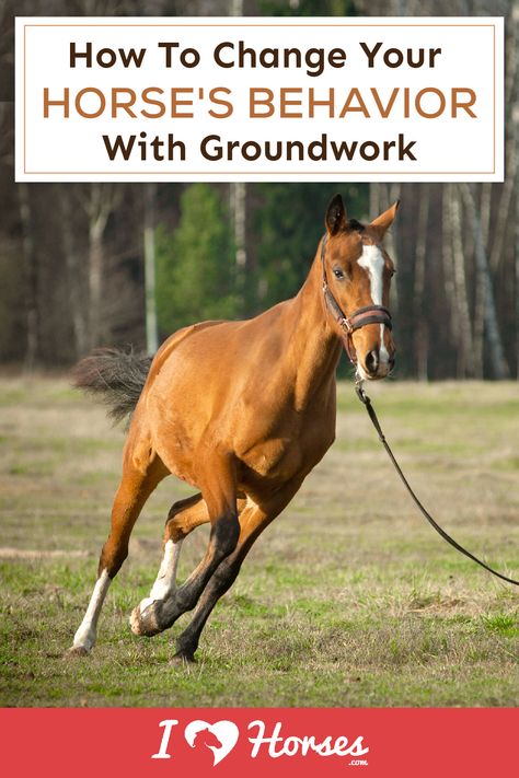 If your horse is having behavioral issues, it might be time to take them back to the basics of groundwork. Here's are some helpful groundwork tips. | #ihearthorses #groundwork #horsebackriding #horseownertips #horses #ilovehorses #iloveanimals Ground Exercises For Horses, Horse Ground Work, Horse Groundwork, Flatwork Exercises For Horses, Horse Ground Work Exercises, Ground Work For Horses, Horse Training Exercises Groundwork, Groundwork Exercises For Horses, Ground Work Exercises Horse