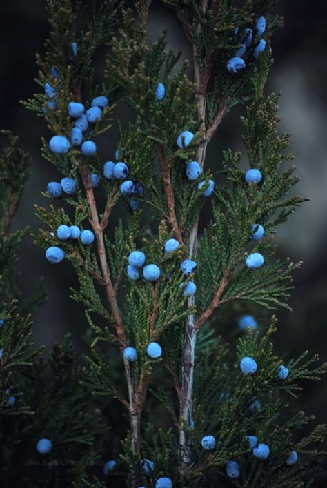 Witches Cottage, Juniper Berries, Patiently Waiting, Nature Aesthetic, Green Aesthetic, Nature Beauty, Beautiful World, Night Sky, A Tree