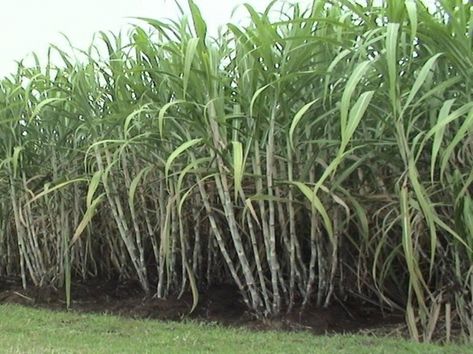 Sugarcane Crop Farming Punjab | Apni Kheti Biblical Plants, Sugarcane Farm, Dessert Landscaping, Crop Farming, Future Farms, Crop Rotation, Soil Testing, Plant Protection, Big Plants