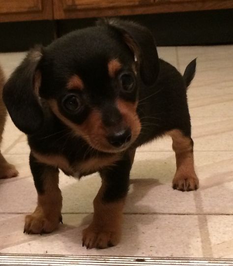 Chiweenie male 8 weeks old iowa, ames. #240369 Only 1.4 lbs at 2 months old! Very snugly and playful. Parents and 2 puppies from last year's litter on site so.. Wirehaired Dachshund Puppy, Chiweenie Puppies, Dutch Tattoo, Chiweenie Dogs, 2 Puppies, Yass Queen, Ames Iowa, Lucky Boy, Dachshund Puppies For Sale