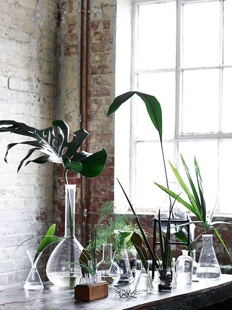 Deco Nature, Plant Science, Old Bottles, House Plants Indoor, Test Tube, Ikebana, Botany, Chemistry, Indoor Plants