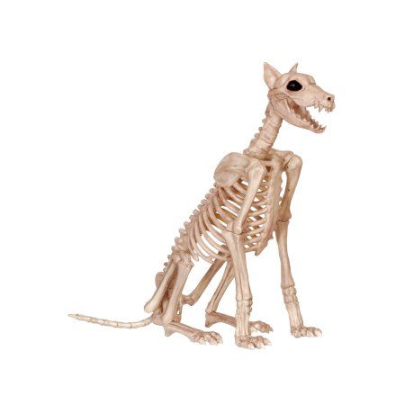 Doberman Skeleton, Dog Skeleton Halloween, Scary Decor, Skeleton Dog, Haunted House Diy, Halloween Skeleton Decorations, Dog Skeleton, The Kooks, Scary Decorations