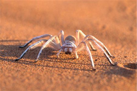 Dancing White Lady Spider in Namib Desert Namib Desert, White Lady, Arachnids, The Grim, In The Desert, Grim Reaper, Spiders, The Desert, Photographic Print