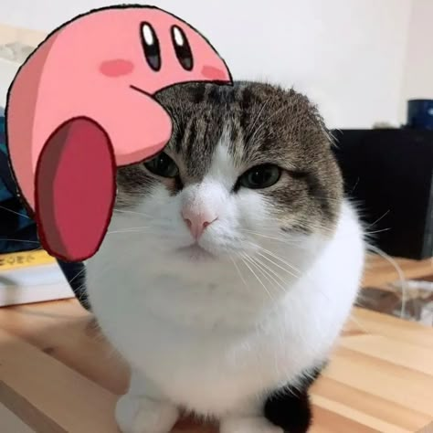 Kirby Eating Watermelon, Kirby Template, Kirby Memes Funny, Cat Kirby, Kirby Random, Happy Kirby, Eat Meme, Kirby Meme, Kirby Eating