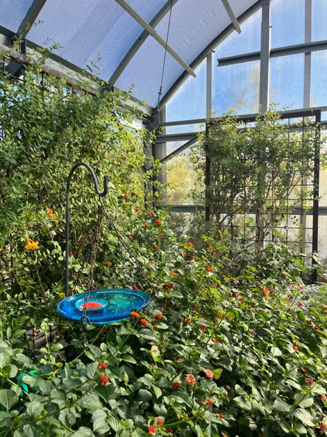 #butterfly #greenhouse #scenery Butterfly Greenhouse Aesthetic, Butterfly Greenhouse, Butterfly Farm, Butterfly Enclosure, Butterfly Garden Art, Butterfly Habitat, Backyard Greenhouse, Butterfly House, Butterfly Garden