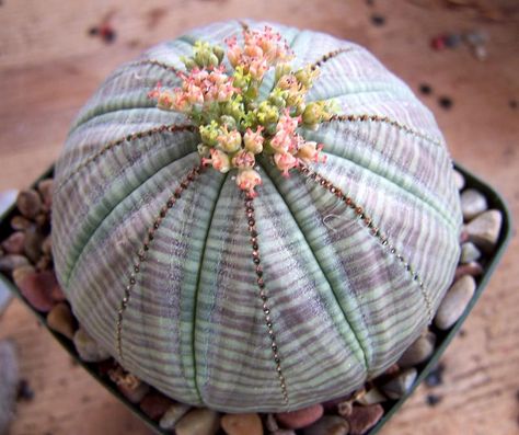 Baseball Euphorbia (Euphorbia obesa) - to 8", This interesting succulent plant has a rounded shape like a baseball. Its gray-green flesh is marked with burgundy stripes. Living Stone Plant, Kaktus Dan Sukulen, Cactus Seeds, Stone Plant, Succulent Seeds, Bonsai Seeds, Succulent Art, Succulent Gardening, Unusual Plants