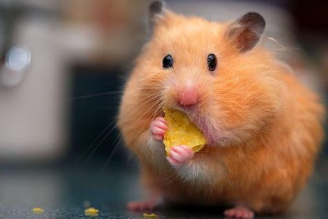 mouse-eating-sushi-funny Bear Hamster, Animal Eating, Baby Hamster, Hamster Eating, Funny Mouse, Funny Hamsters, A Hamster, Syrian Hamster, Cute Hamsters