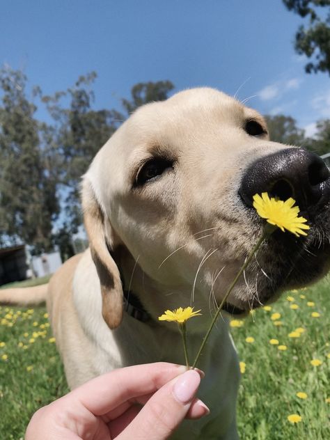 Yellow Lab Puppy Aesthetic, Yellow Labs Dogs, Yellow Lab Aesthetic, Dog Moodboard, Dog Therian, Yellow Lab Puppy, Irish Wolfhound Dogs, Labrador Mom, Yellow Labrador Retriever