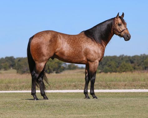 Sawyers Game Changer Aqha Stallion, Quarter Horse Stallion, Buckskin Horse, Horse Markings, Horse Pics, Huge Dogs, Bay Horse, Barrel Horse, Quarter Horses