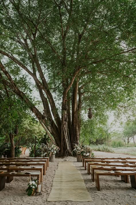 Beach Wedding Ceremony Under Giant Palm Tree with Wooden Benches, Gold Details, Green Palms, and Dried Pampas #weddingceremony #ceremony #beachwedding #beachweddingideas #beachweddinginspo #outdoorwedding #destinationwedding #beachweddingceremony #ceremonyaltar #woodenbenches #happilyeverafter #ceremonydecor #weddingflorals #weddingaisle #weddingarch #weddingseating #weddingsetup #weddingdecor #weddingdesign #weddingdetails #weddingvenue #beachweddingvenue Beach Wedding Benches, Wedding Ceremony On Gravel, Wooden Benches Outdoor Wedding, Wood Bench Wedding, Wooden Benches Wedding, Wedding Benches Seating Outdoor Ceremony, Micro Wedding Ceremony Seating, Bench Ceremony Seating, Bench Wedding Ceremony