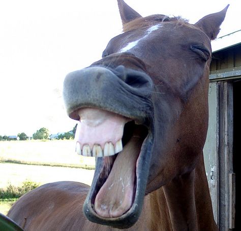 Love these pics. Wish i had my camera out when my horse did this! Laughing Horse, Laughing Animals, Smiling Animals, Make Funny Faces, Funny Horses, Battlefield 1, Horse Face, Funny Horse, Silly Faces