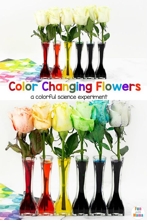 Color-changing flowers are a great science activity for kids. They'll love seeing the flowers change color, almost right before their eyes. Hydrangea Color Change, Color Changing Flowers, Photosynthesis Projects, Flower Science, Science Activity For Kids, Vibrant Bouquet, Hydrangea Colors, Science Activity, Science Activities For Kids