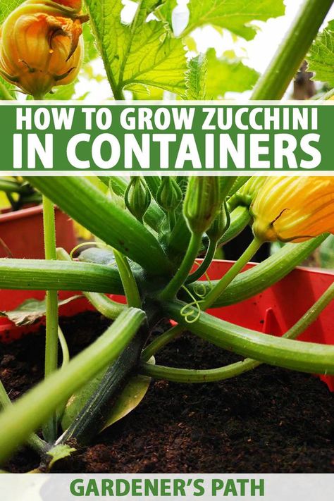 Growing Zucchini In A Pot, Planting Zucchini In Pots, Zucchini In Pots Growing, Zucchini Plants In Pots, How To Grow Squash In Containers, Growing Squash In Containers, Geodome Greenhouse, Grow Squash Vertically, How To Grow Zucchini