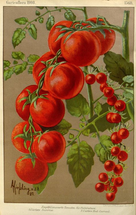 https://flic.kr/p/2m7F6HF | n23_w1150 | Gartenflora Erlangen :F. Enke,1852-1940. biodiversitylibrary.org/page/42461689 Tomato Illustration, Conservatory Greenhouse, Vintage Botanical Illustration, Kitchen Larder, Botanical Illustration Vintage, Digital Download Art, Plant Illustration, Classical Art, Vintage Botanical