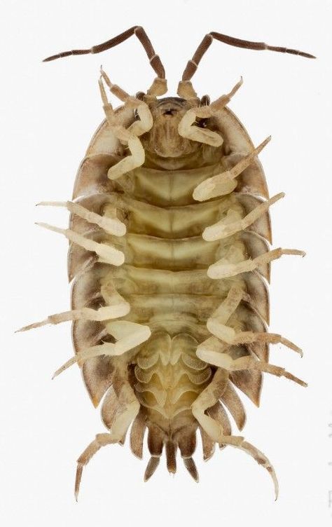 Bug Photography, Giant Isopod, Pill Bug, Insect Photography, Amazing Animal Pictures, Cool Bugs, Beautiful Bugs, Arthropods, Creepy Crawlies