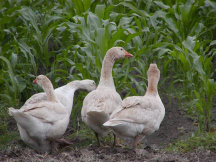 We've been raising small flocks of these critically endangered American  Buff Geese for about five years now.  Very gentle and quiet, excellent farm flock birds! American Buff Geese, Farming Life, Small Farms, Guinea Fowl, Duck Duck, Lovely Animals, Backyard Chickens, Rare Breed, Small Animals