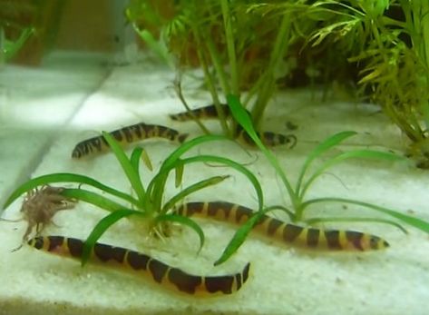 Kuhli Loach Fish, Kuhli Loach Aquarium, Khuli Loach, Kuhli Loach, 10 Gallon Fish Tank, Biotope Aquarium, Aquatic Pets, Freshwater Aquarium Plants, Fish Tank Terrarium