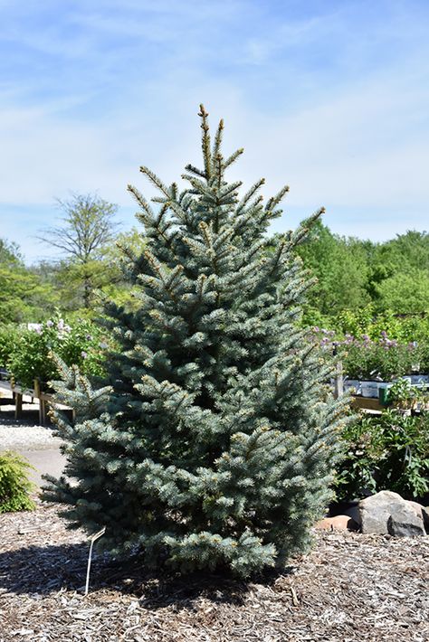 Bakeri Blue Spruce (Picea pungens 'Bakeri') at Oakland Nurseries Inc Blue Spruce Tree, Colorado Spruce, Landscape Pics, Colorado Blue Spruce, Picea Pungens, Parker Colorado, Spruce Tree, Plant Tree, Landscape Designs