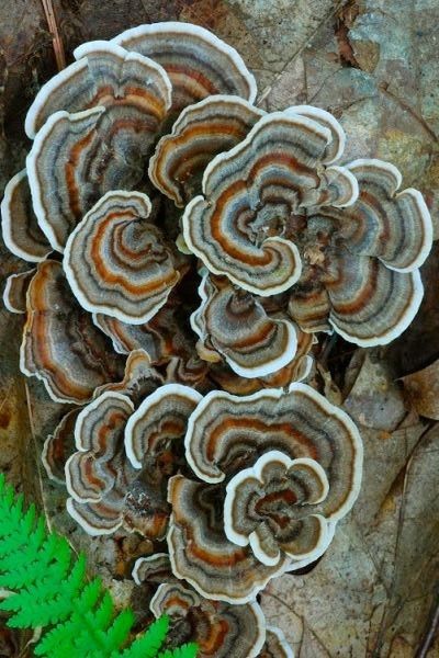 Mushroom Underside, Mushrooms Photography, Deadly Mushrooms, Black Mushrooms, Different Mushrooms, Mushroom Photography, Fantastic Fungi, Edible Fungi, Mushrooms Growing