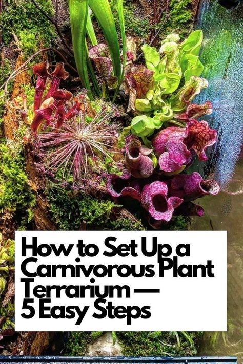 Discover the secrets of setting up a carnivorous plant terrarium with our easy-to-follow guide, perfect for plant enthusiasts of all levels. 🪴 Dive into the 5 simple steps that will help you create a thriving environment for these unique and captivating plants. Explore the fascinating varieties of carnivorous plants, from Venus flytraps to pitcher plants, and select the perfect specimens for your terrarium. IG Photo by: blackwater.ecosystem Carnivorous Plant Paludarium, Bog Plants Indoor, Indoor Carnivorous Garden, Carnivorous Plant Bog Garden, Terrarium Venus Fly Trap, Indoor Carnivorous Plants, Carnivore Plant Terrarium, Bog Garden Carnivorous Plants, Carnivorous Terrarium Ideas