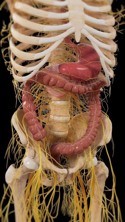 Inside Human Body, Human Anatomy Model, Nervous System Anatomy, Nerve Anatomy, Human Digestive System, Human Liver, Basic Anatomy And Physiology, Human Body Anatomy, Muscle Contraction