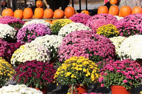 Mums and pumpkins. Beautiful display of fall mums and pumpkins , #Sponsored, #Beautiful, #pumpkins, #Mums, #mums, #fall #ad Mums In Pumpkins, Fall Mums, Pumpkin Images, Cartoon Monsters, Exposed Brick, Chrysanthemum, Pumpkin Patch, Stock Images, Art Design