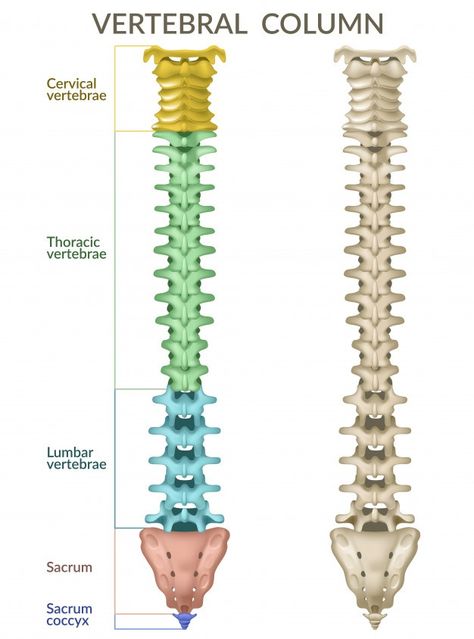 Arteries Anatomy, Human Skeletal System, Vertebral Column, Body Bones, Cleaning Your Colon, Doctor Shows, Human Spine, Skeleton Model, Medical Student Study