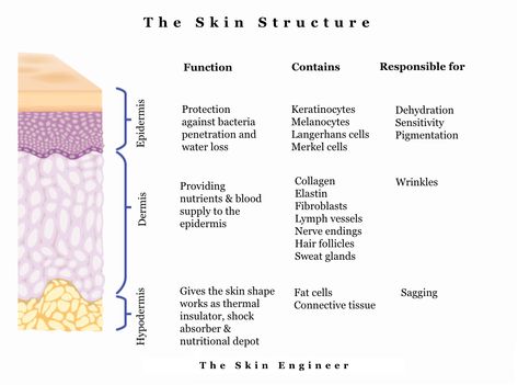 Esthetician Anatomy, Esthetician Exam, Dermatology Notes, Skin Physiology, Dermatology Aesthetic, Aesthetic Education, Langerhans Cell, Esthetician Inspiration, Skin Anatomy