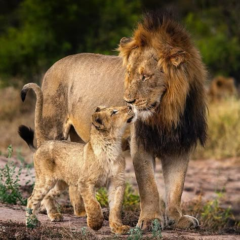 Lion (Panthera Leo) / Image by untamedimagesbyjl (Jason) from instagram Lion With Cubs, Nature Animation, Lion Photos, Lion And Cub, Baby Lion Cubs, Lion Cubs, Panthera Leo, Animal Action, Lions Photos