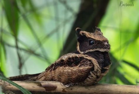 Great eared nightjar. Photo credit: Barnali. Great Eared Nightjar, Dragon Bird, Green