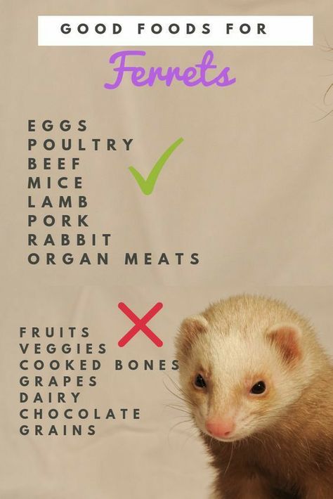 Ferret Names, Ferret Food, Ferret Diy, Ferrets Care, Ferret Toys, Baby Ferrets, Funny Ferrets, Ferret Cage, Best Cat Food