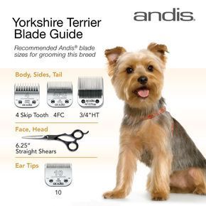 Clipper blades for grooming the Yorkshire Terrier. Hope this helps! Happy grooming! #catgroomingclippers Grooming Yorkies, Yorkshire Terrier Grooming, Yorkie Cuts, Yorkshire Terrier Haircut, Yorkshire Terrier Teacup, Dog Grooming Styles, Dog Grooming Shop, Puppy Grooming, Dog Grooming Tips