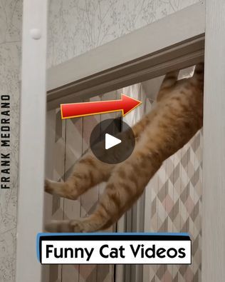 Cat Fails, Cat Attack, Funny Cat Videos, Cat Gif, Videos Funny, Funny Cats, Funny