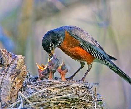 Cover Crops, Mother Bird, Clay Birds, National Wildlife Federation, American Robin, Bird Feeding, Robin Bird, Types Of Animals, Funny Birds