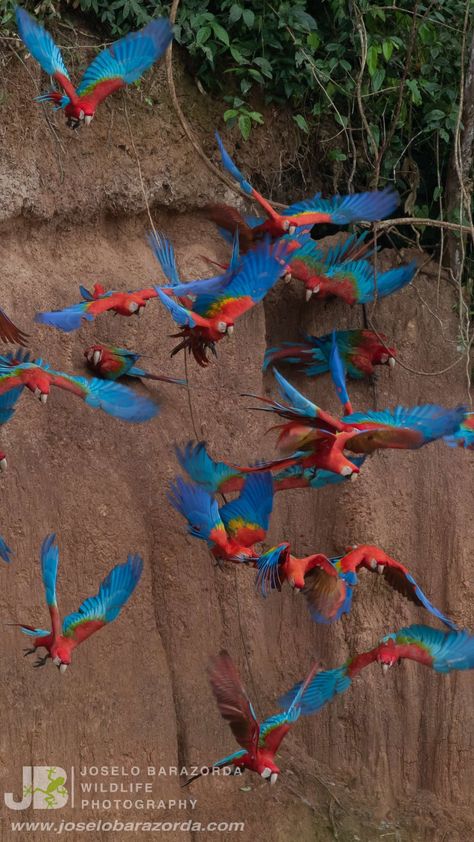 Red And Green Macaw, Scarlet Macaw Aesthetic, Amazon Wildlife, Amazon Birds, Parrot Flying, Paradise Pictures, Bird Painting Acrylic, Red Parrot, Amazon Parrot