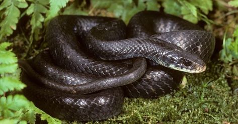 Black Rat Snake, Green Anaconda, Milk Snake, Reticulated Python, Hognose Snake, Black Rat, Wood Turtle, Rat Snake, Types Of Snake