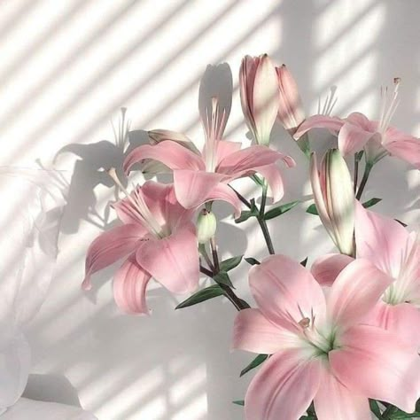 Pink Lily Flower, Boquette Flowers, Flower Icons, Nothing But Flowers, Flower Therapy, Flowers For You, Pretty Plants, Beautiful Flowers Pictures, Pink Tulips