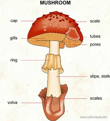 mushroom Mushroom Diagram, Parts Of A Mushroom, Mushroom Identification, Stuffed Mushroom Caps, Mushroom Fungi, Fabric Journals, Science Activities, Science And Nature, Botany