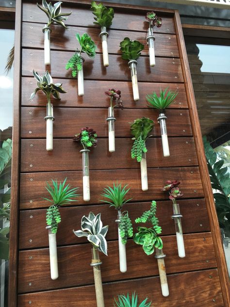 Wall of succulents in test tubes. Test Tube Art, Audiology Office, Plant Walls, Dark Spring, Vintage Bathtub, Test Tube Vase, Propagation Station, Christmas Window Display, Test Tubes